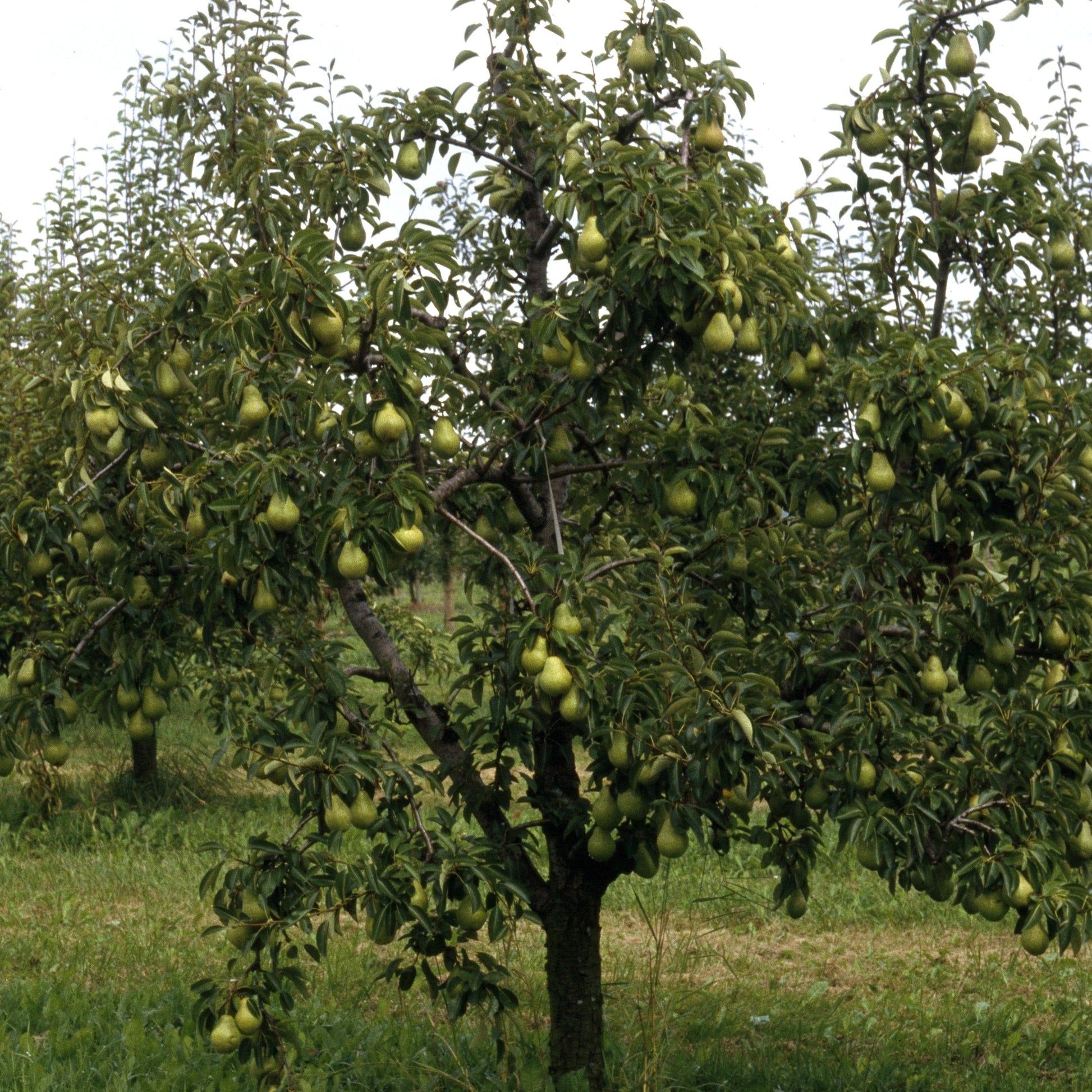 Verkauf Birnenbaum 'Williams' - Pyrus communis William's ('bon chrétien')