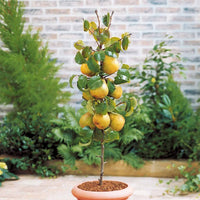 Birnbaum 'Conference' - Pyrus communis Conférence - Bakker