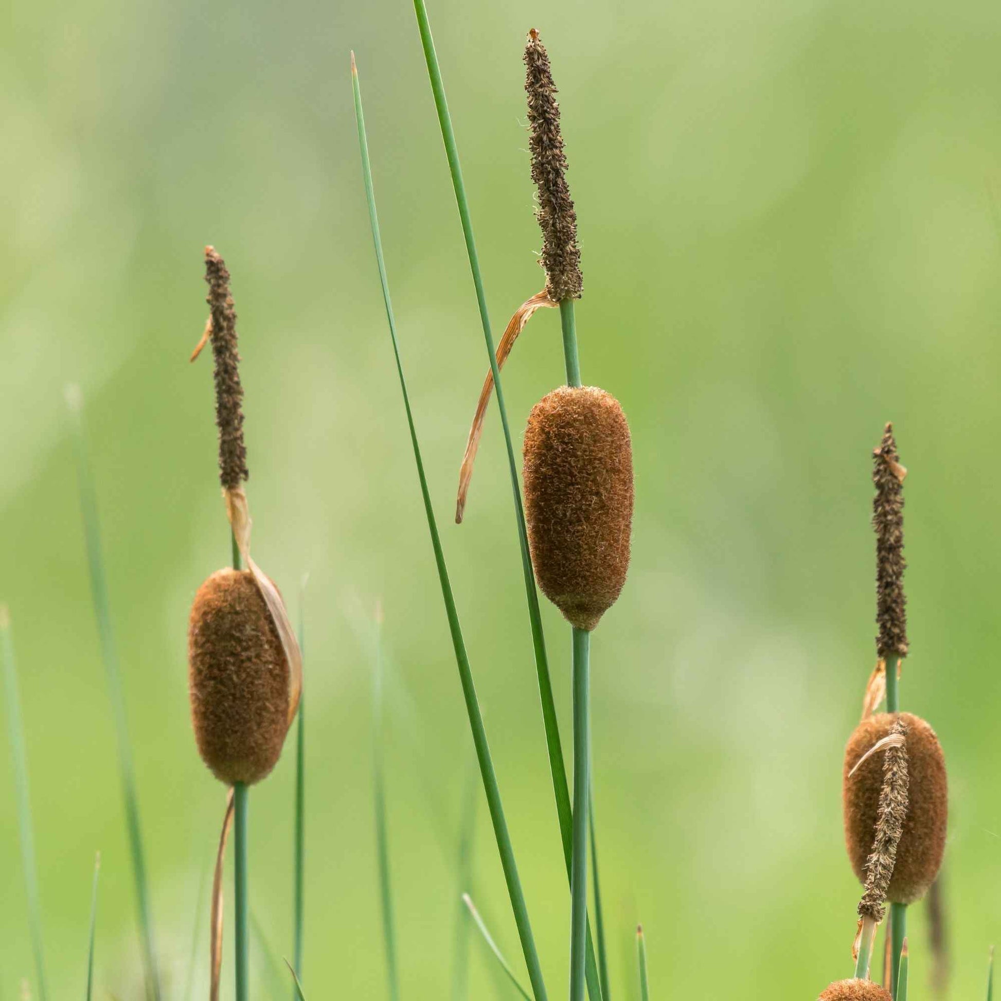 Zwerg-Rohrkolben - Typha minima - Bakker