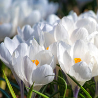 Krokusse ‘Jeanne d’Arc’ (x15) - Crocus vernus jeanne d'arc - Bakker