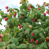 Himbeere 'Malling Promise' - Rubus idaeus Malling Promise - Bakker