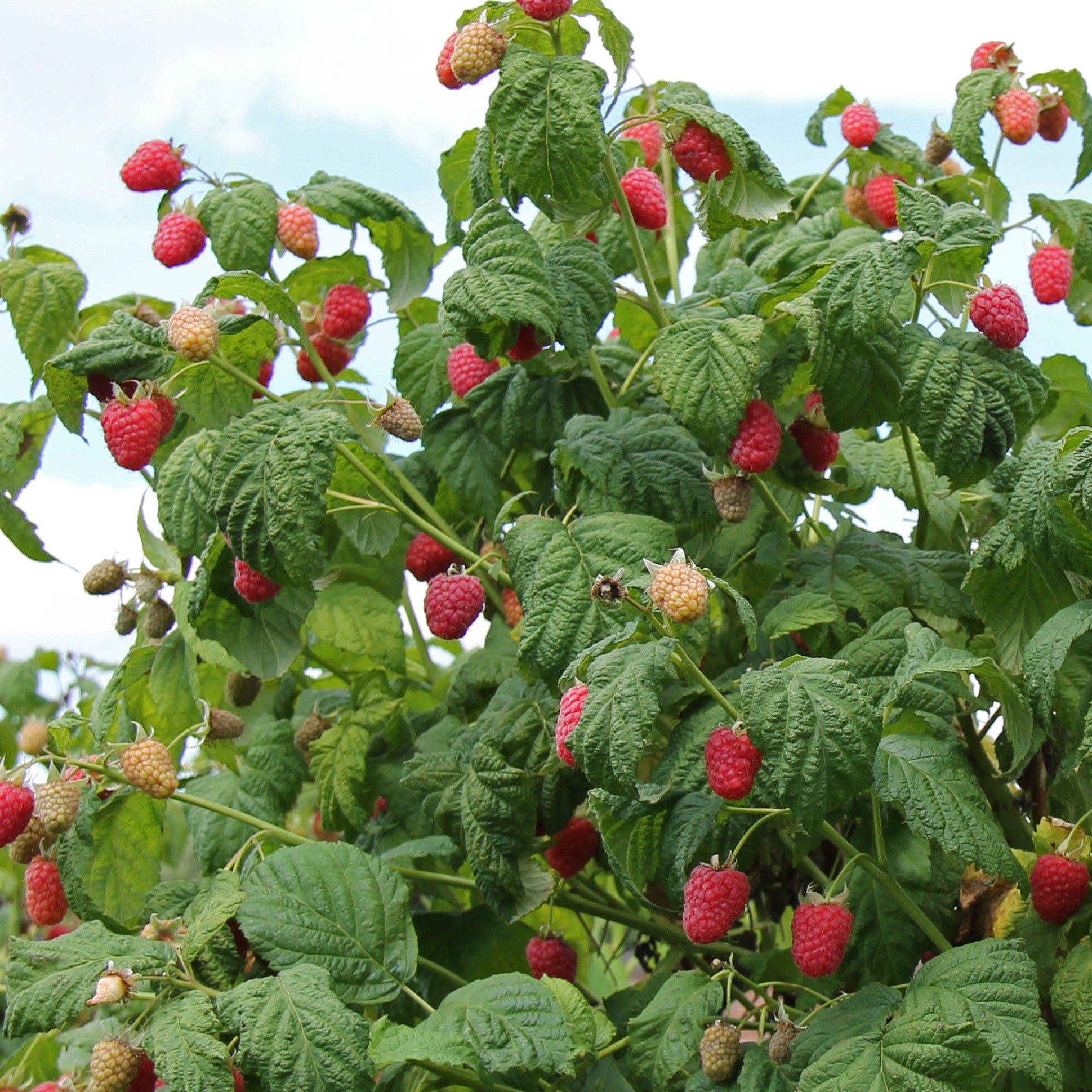 Himbeere 'Malling Promise' - Rubus idaeus Malling Promise - Bakker