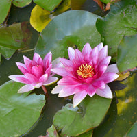 Seerose 'Escarboucle' - Nymphaea escarboucle - Bakker