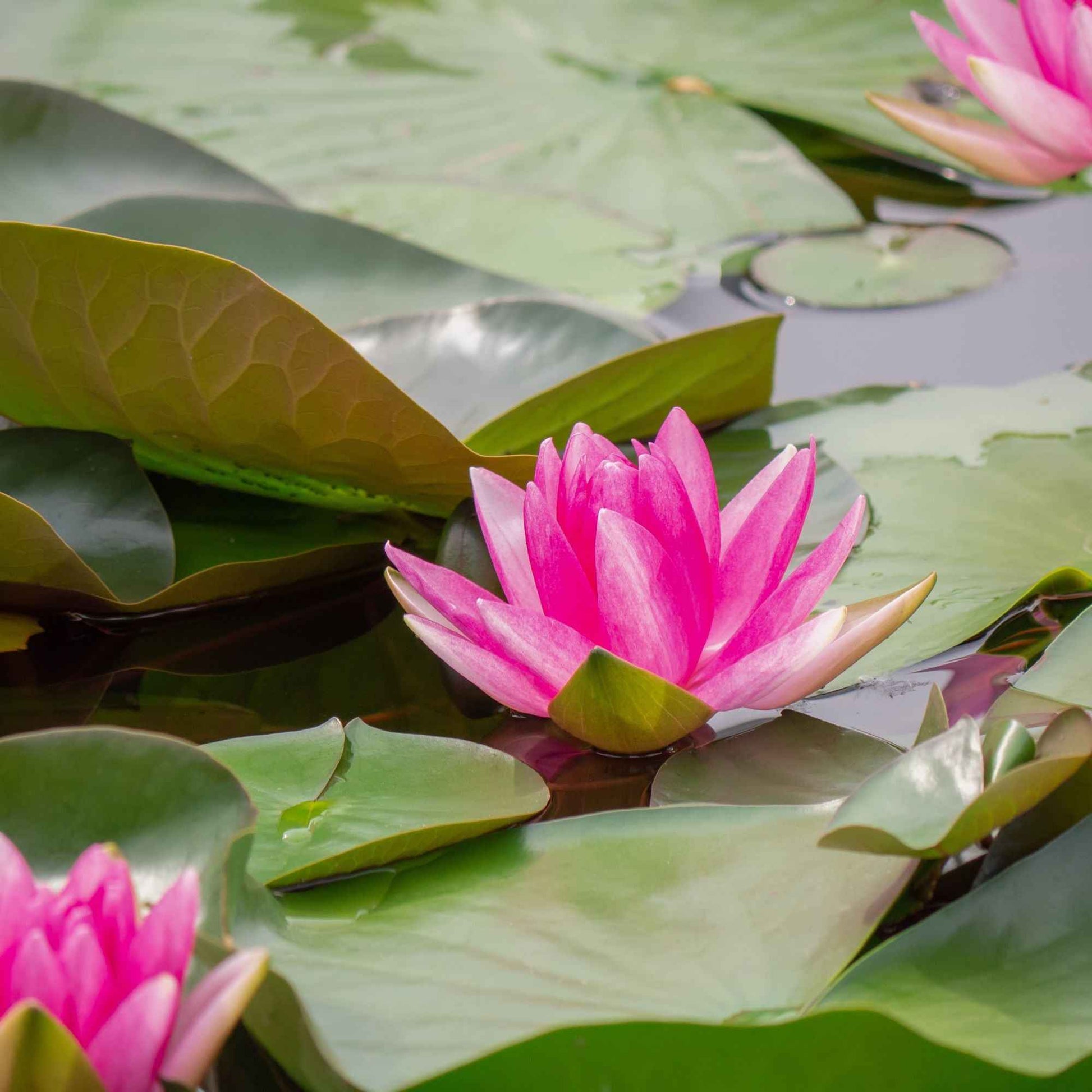 Nymphaea escarboucle - Seerose 'Escarboucle' - Seerosen