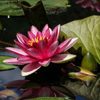 Seerose 'James Brydon' - Nymphaea james brydon - Bakker
