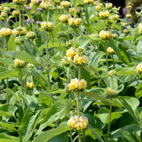 Phlomis russeliana - Brandkraut - Salbei