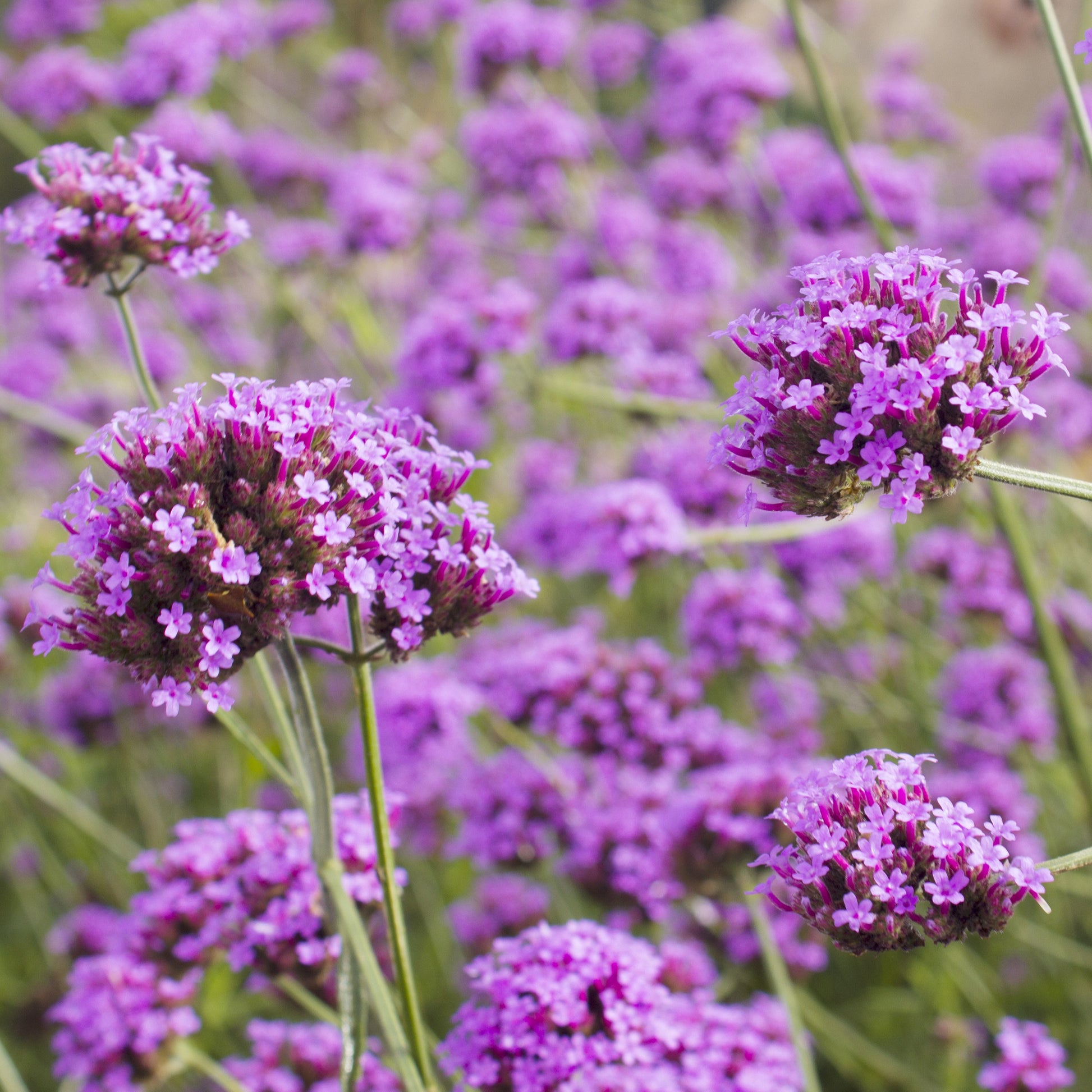 Verbena bonariensis - Patagonisches Eisenkraut - Eisenkraut
