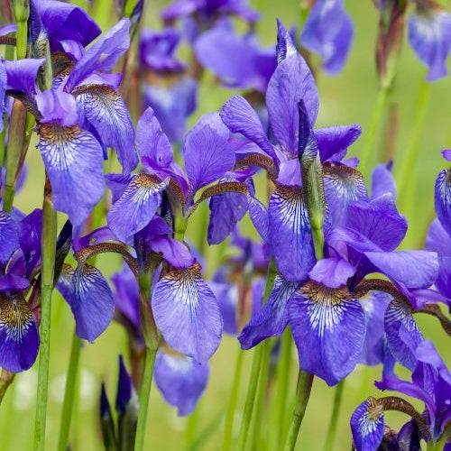 Sibirische Schwertlilie - Iris sibirica - Bakker