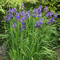 Iris sibirica - Sibirische Schwertlilie - Iris sibirica - Sibirische Schwertlilie