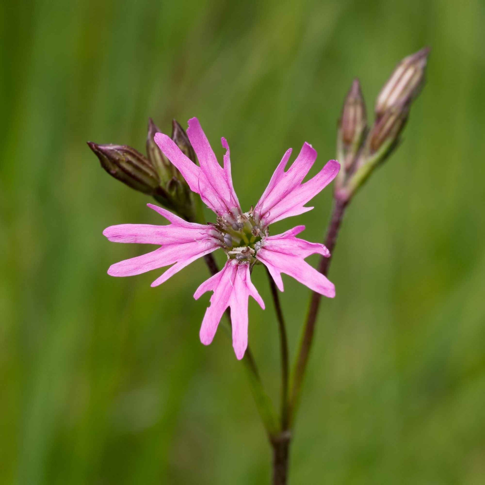 Kuckucks-Lichtnelke (x3) - Lychnis flos-cuculi - Bakker