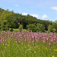 Lychnis flos-cuculi - Kuckucks-Lichtnelke (x3) - Alle Teichpflanzen