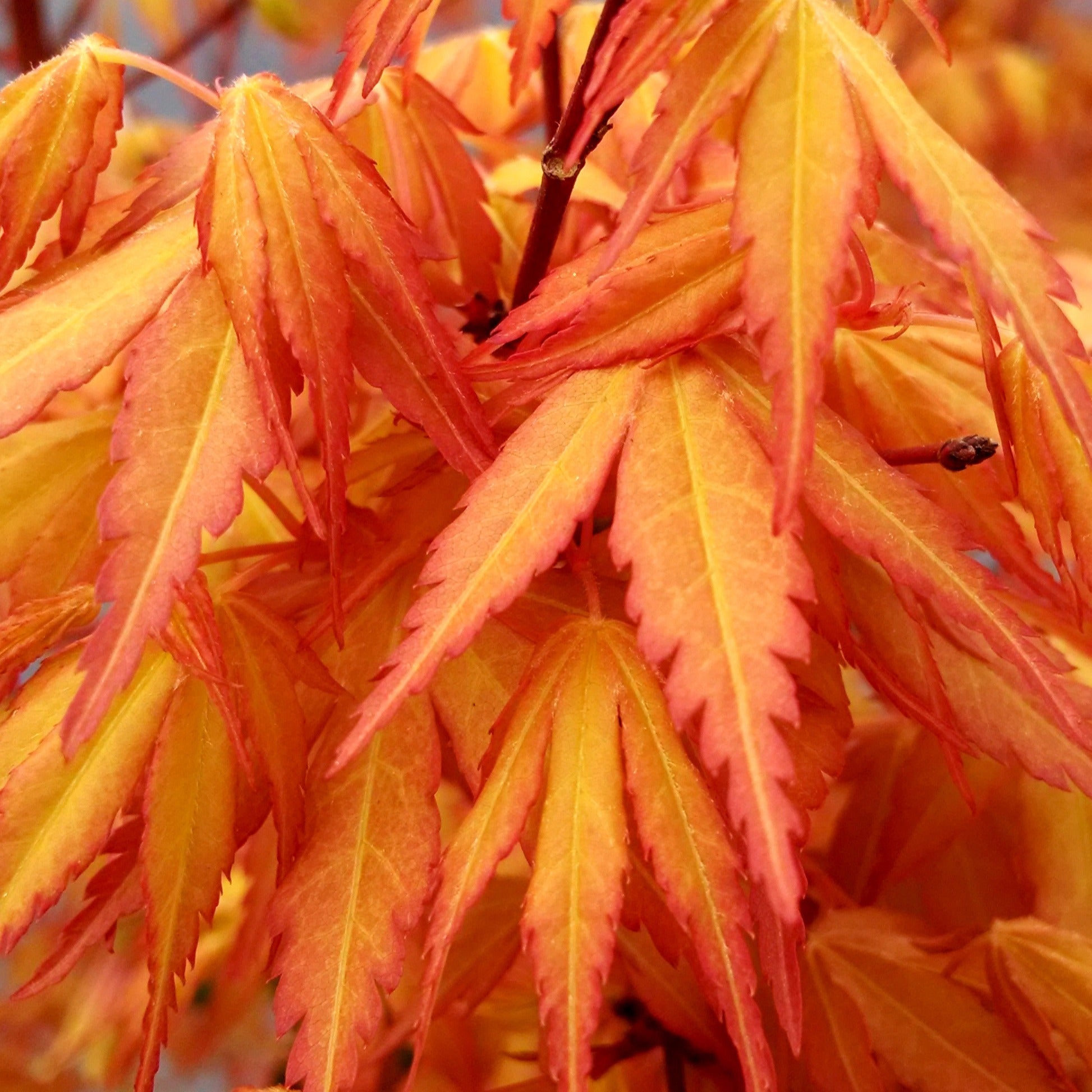 Fächerahorn 'Katsura' - Acer palmatum Katsura - Bakker
