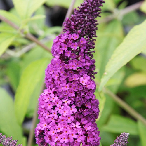 Buddleja davidii Royal Red - Schmetterlingsstrauch ‘Royal Red’ - Schmetterlingsstrauch - Buddleja