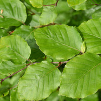 Verkauf Rotbuche - Fagus sylvatica