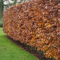 Fagus sylvatica - Rotbuche - Buche