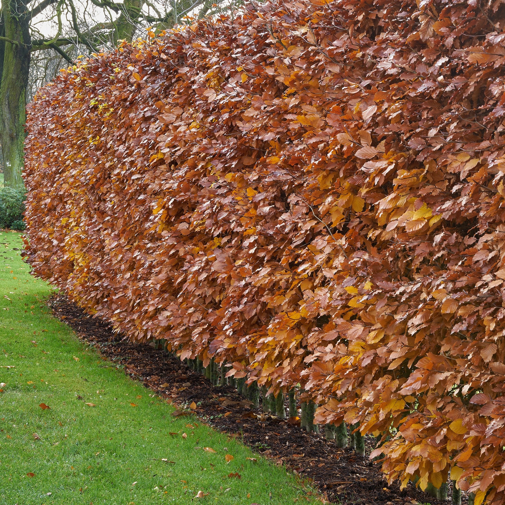 Fagus sylvatica - Rotbuche - Buche