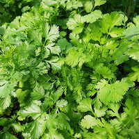 Koriander Coriandrum sativum - Coriandrum sativum marino - Bakker
