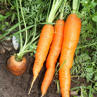 Möhre 'Nantaise 2 Forto' - Daucus carota nantaise améliorée 2 race forto - Bakker