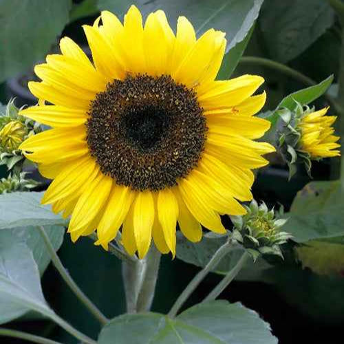 Helianthus annuus Sunspot - Sonnenblume 'Sunspot' - Samen für einjährige Blumen