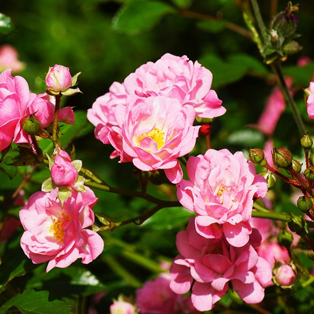Rose Rosa 'The Fairy'® - Bodendeckerrosen - Bakker