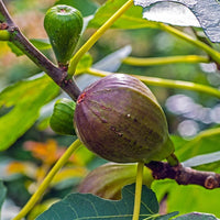 Feigenbäume - Feigenbaum 'Brown Turkey' - Ficus carica Brown Turkey