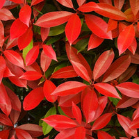 Photinia fraseri Red Robin - Glanzmispel Photinia 'Red Robin' - Photinia