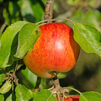 Apfelbaum ‘Reine des Reinettes’ - Malus domestica Reine des Reinettes - Bakker