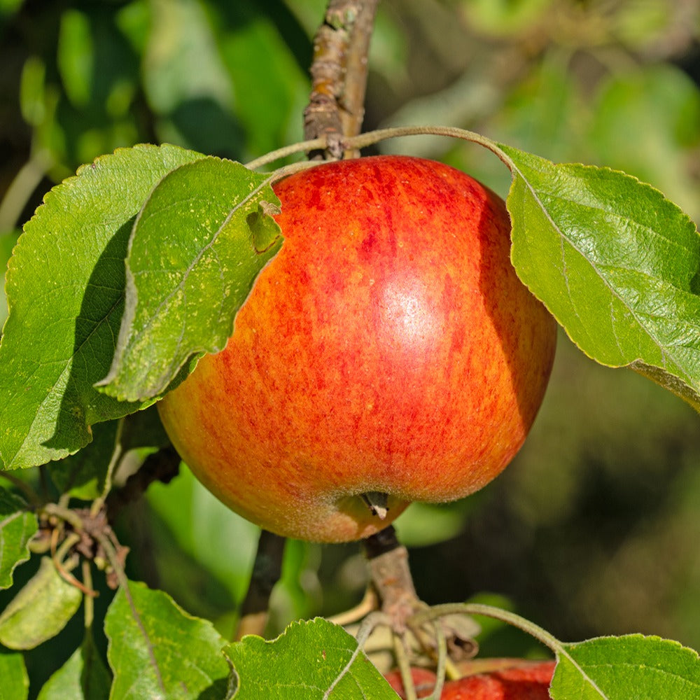 Apfelbaum ‘Reine des Reinettes’ - Malus domestica Reine des Reinettes - Bakker