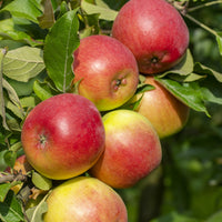 Malus domestica Reine des Reinettes - Apfelbaum ‘Reine des Reinettes’ - Apfelbäume