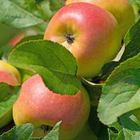 Apfelbäume - Apfelbaum ‘Reine des Reinettes’ - Malus domestica Reine des Reinettes