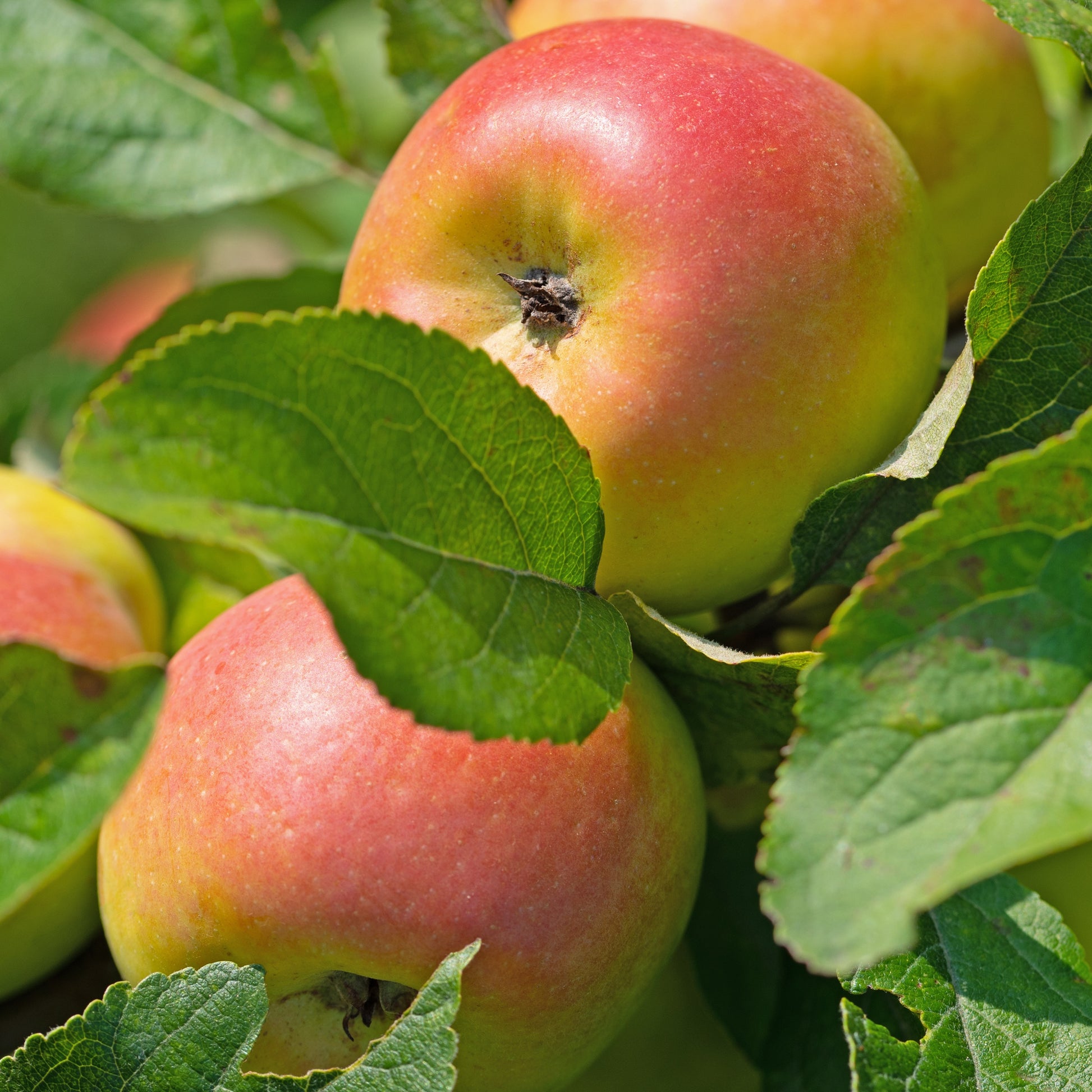 Apfelbäume - Apfelbaum ‘Reine des Reinettes’ - Malus domestica Reine des Reinettes