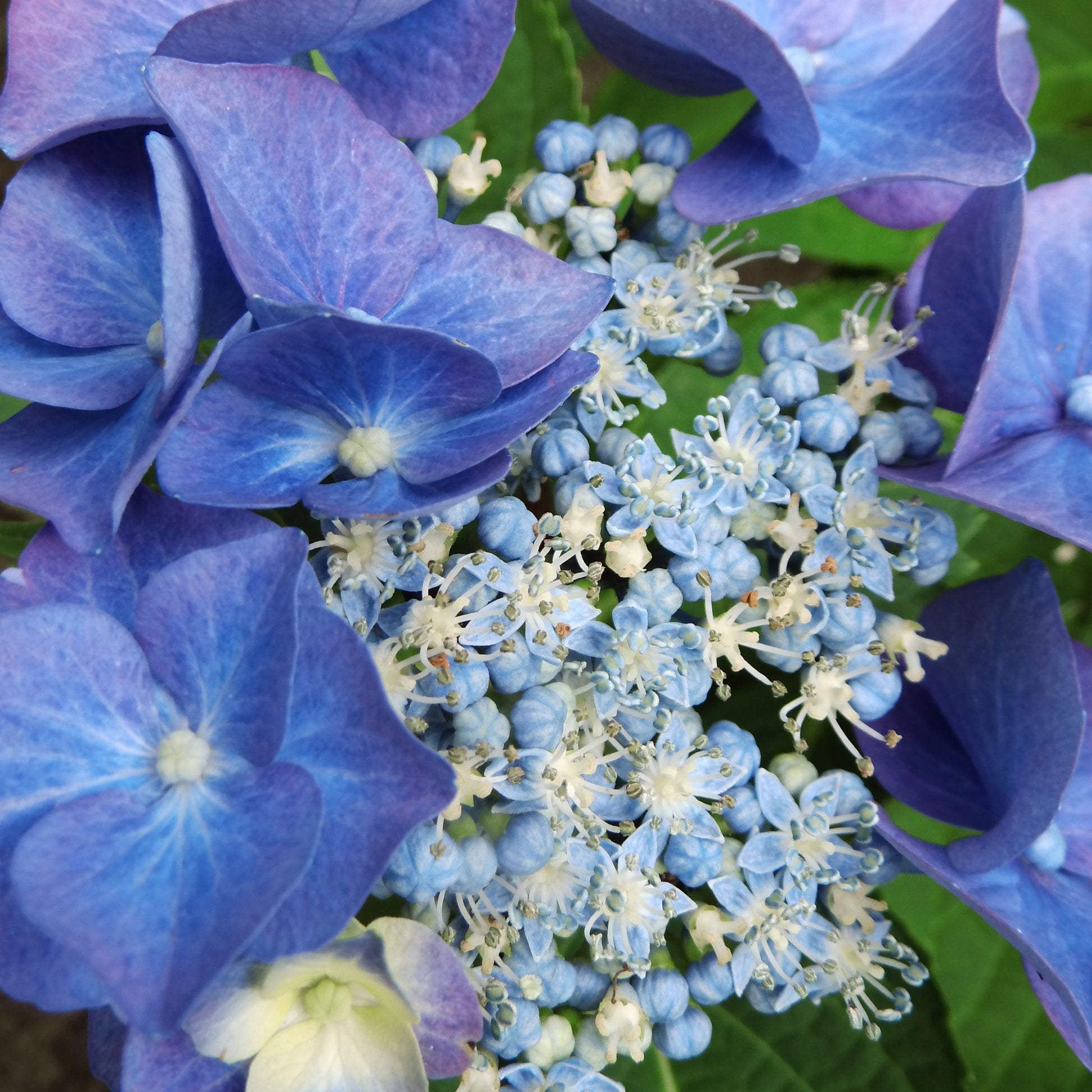 Großblättrige Hortensie - Tellerhortensie blau - Hydrangea macrophylla teller blue