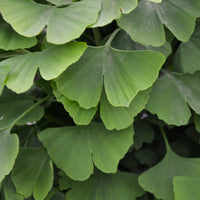 Japanischer Nussbaum - Ginkgo - Ginkgo biloba - Bakker