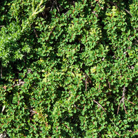 Teppich-Zwergmispel 'Major' - Cotoneaster Dammeri - Bakker