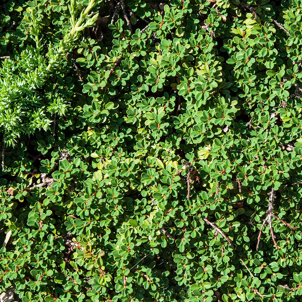 Teppich-Zwergmispel 'Major' - Cotoneaster Dammeri - Bakker