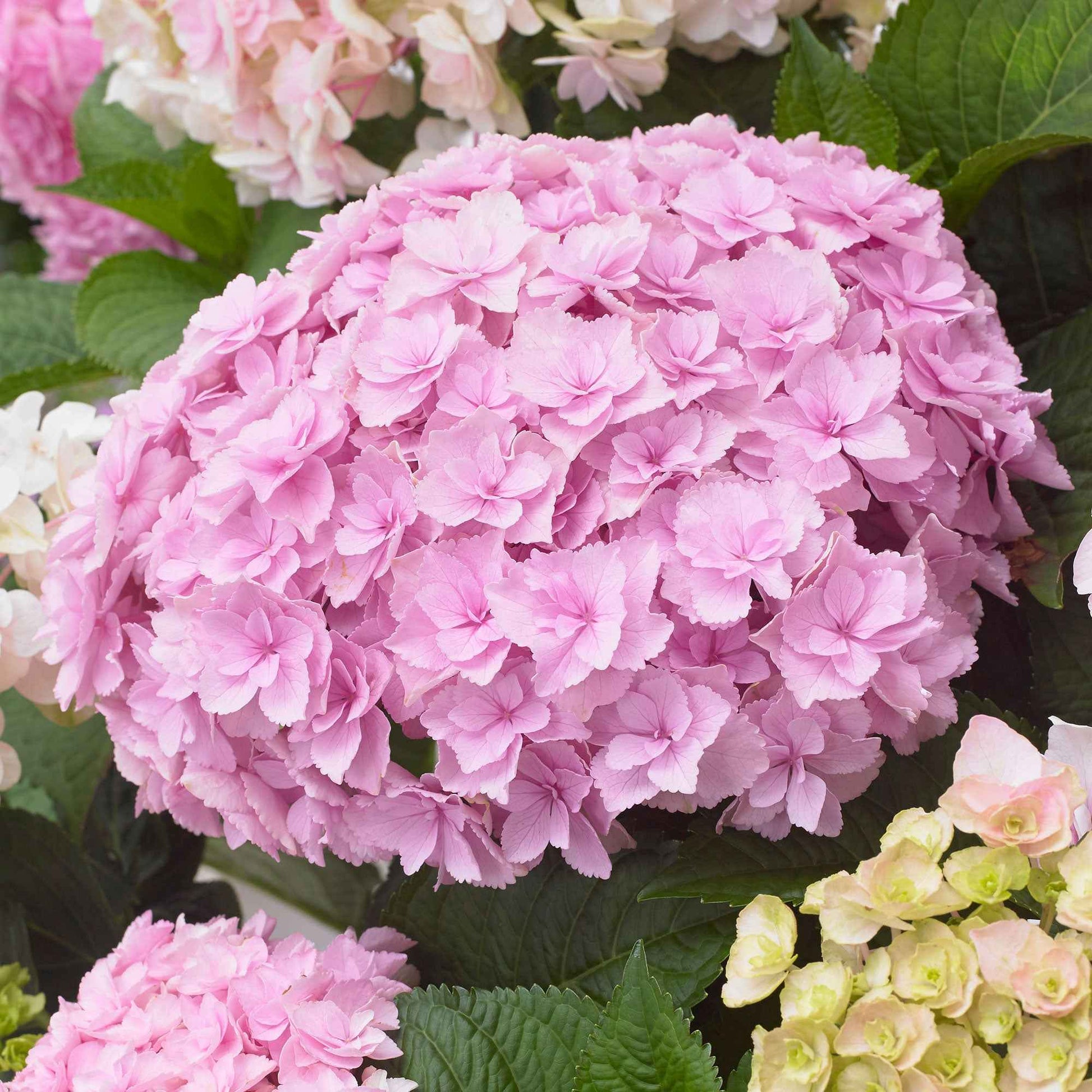Bauernhortensie 'Doppio Nuvola' - Hydrangea macrophylla Doppio Nuvola - Bakker