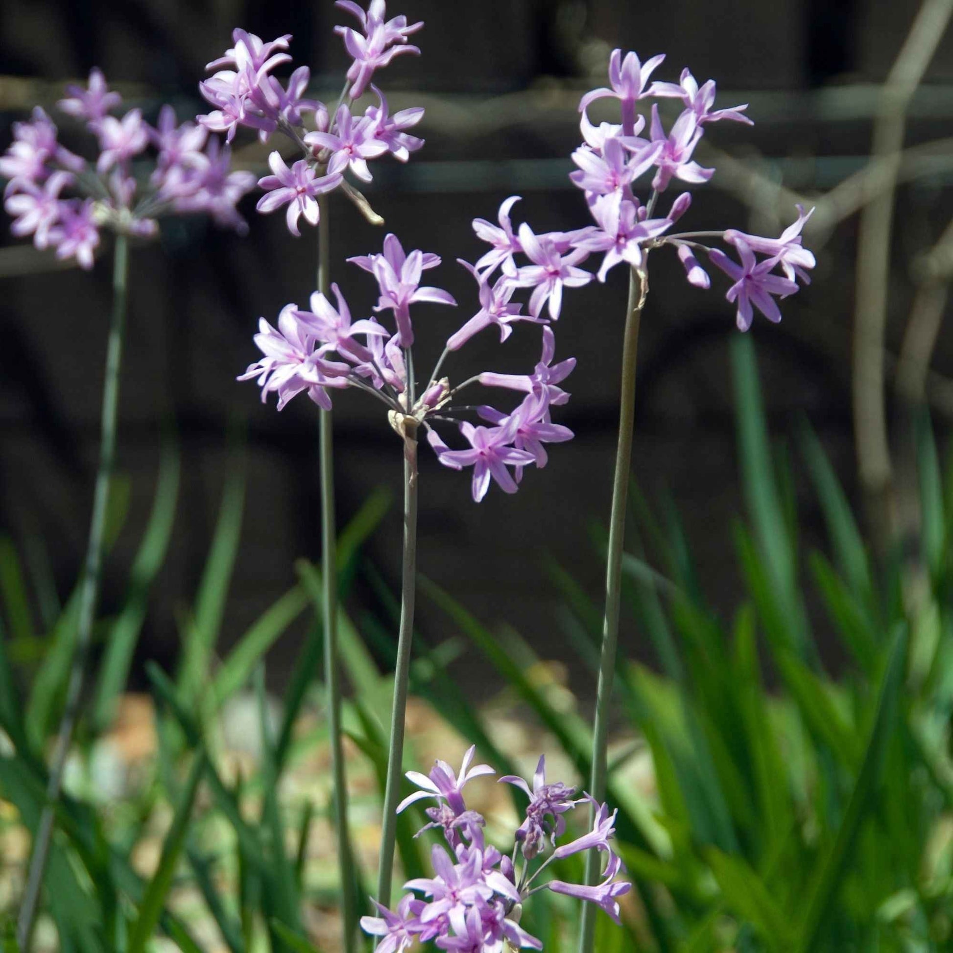 Knoblauchgras (x3) - Tulbaghia violacea - Bakker