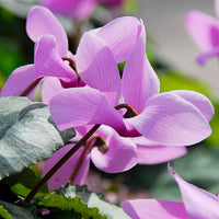 Alpenveilchen rosa (x3) - Cyclamen hederifolium - Bakker