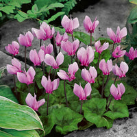 Cyclamen hederifolium - Alpenveilchen rosa (x3) - Zwiebelmix