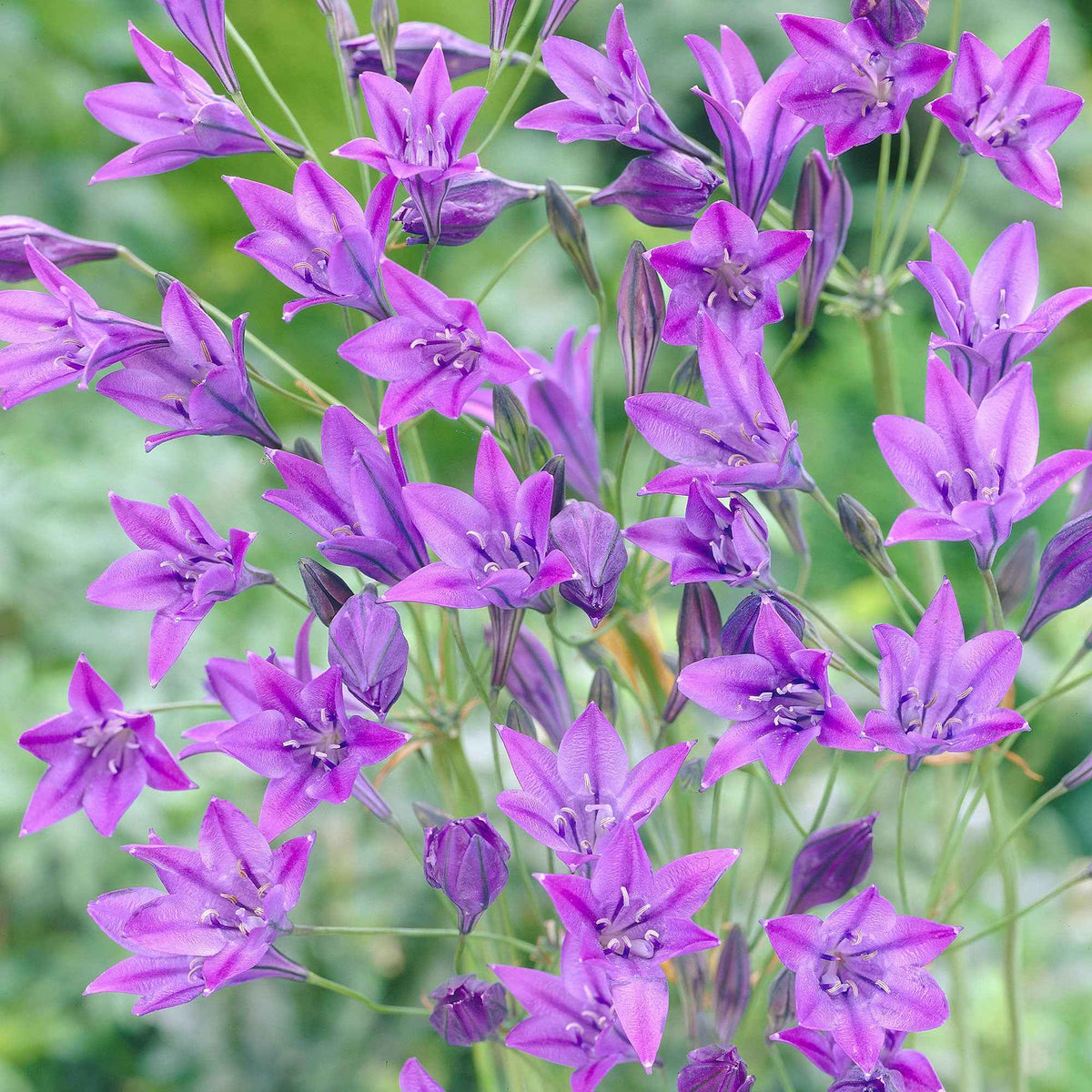 Triteleie 'Queen Fabiola' (x100) - Bakker