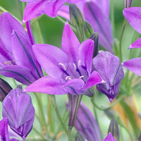 Triteleie 'Queen Fabiola' (x100) - Triteleia ixioides 'queen fabiola' - Bakker