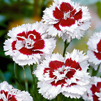 Allwoods Nelke 'Alice' (x3) - Bakker