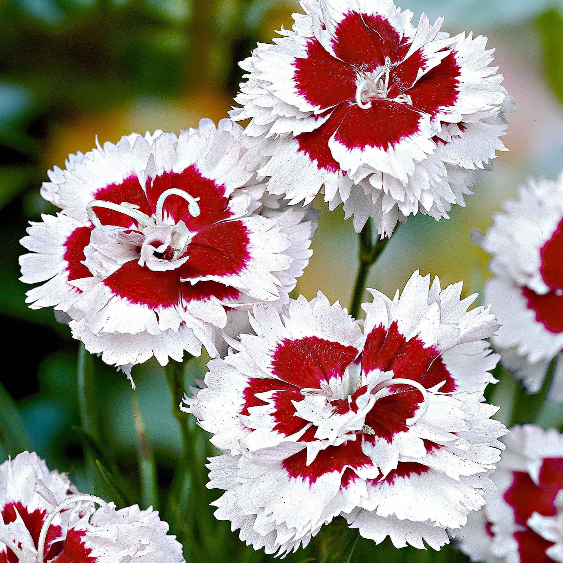 Allwoods Nelke 'Alice' (x3) - Bakker