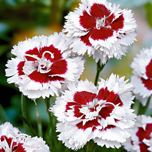 Allwoods Nelke 'Alice' (x3) - Bakker