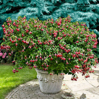 Fuchsien - Fuchsia 'Celia Smedley' (x3) - Fuchsia Celia Smedley