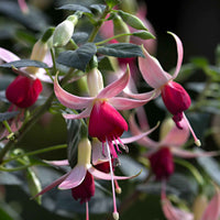 Fuchsia 'Celia Smedley' (x3) - Fuchsia Celia Smedley - Bakker
