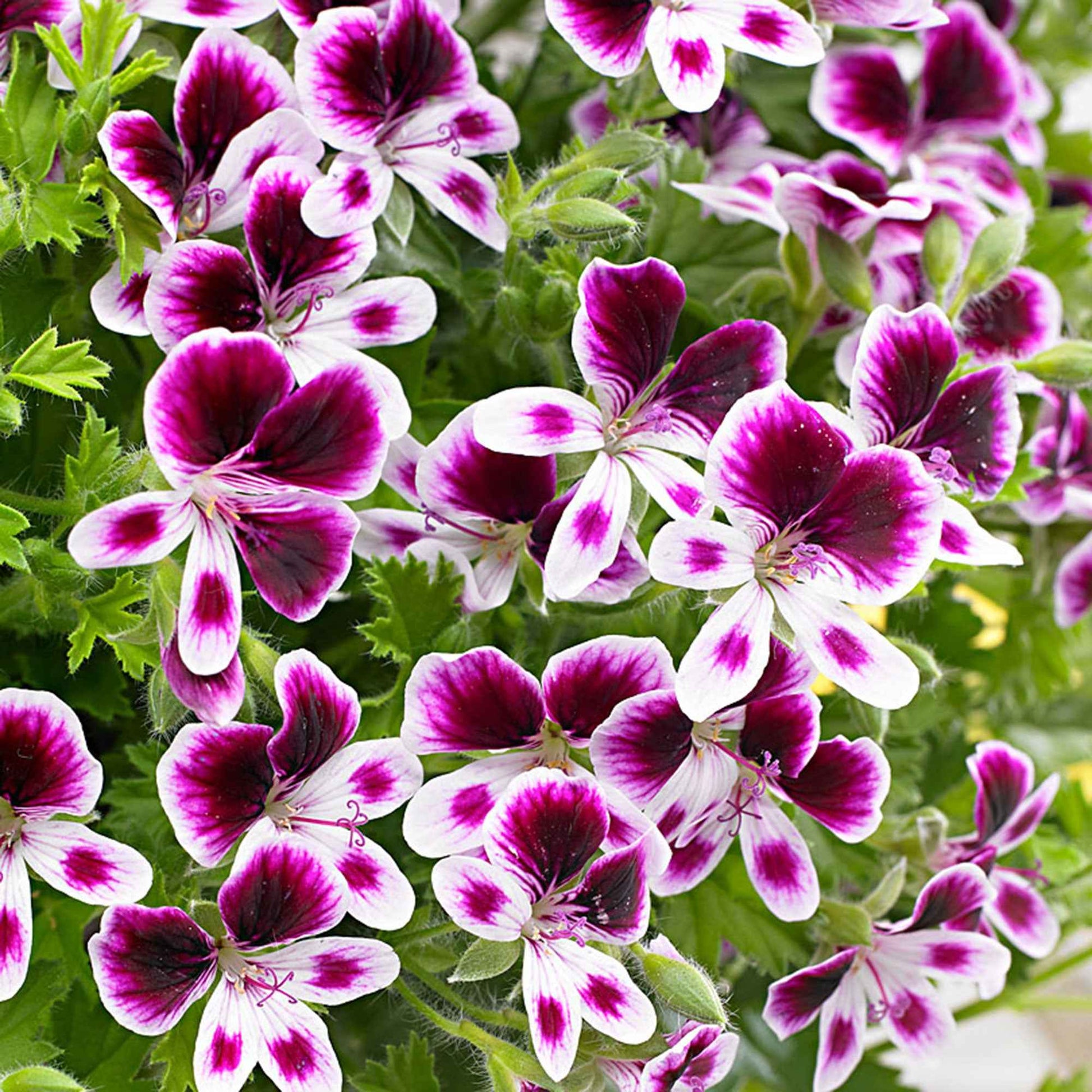 Geranie 'Mosquitaway Eva' (x3) - Pelargonium 'mosquitaway eva' - Bakker