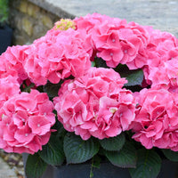 Bauernhortensie 'Rosita' - Hydrangea macrophylla Rosita - Bakker