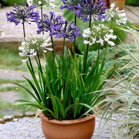 Agapanthus - Schmucklilie (x3) - Agapanthus