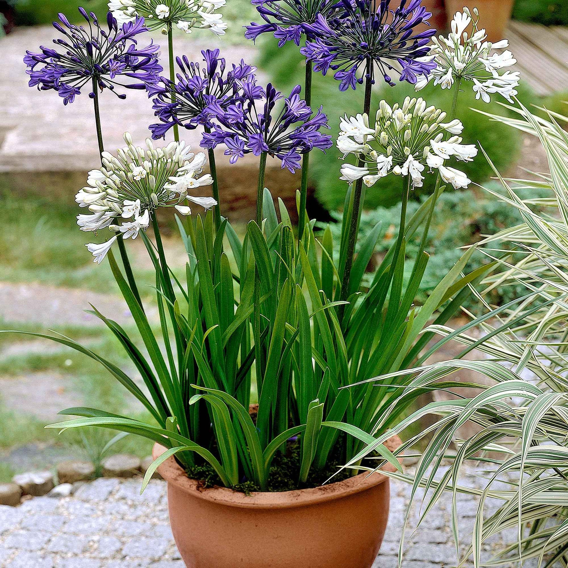 Agapanthus - Schmucklilie (x3) - Agapanthus